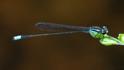 Acanthagrion speculum (Costa Rican Wedgetail) male-3.jpg